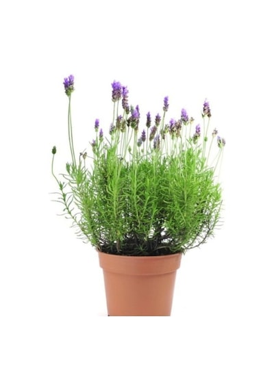 Lavanta Çiçeği Kokulu Aromatik Bahar Bitkisi Balkon Bitkisi