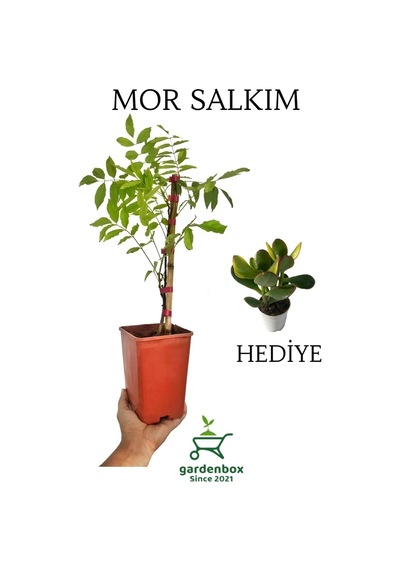 Sarmaşık Mor Salkım Ağacı Fidanı 1 Adet Saksılı 40-60cm+yeşim Para Çiçeği