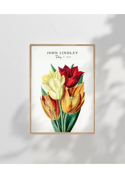 Çerçevesiz Poster John Lindley Lale