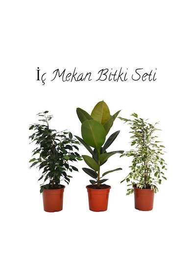 Salon Çiçek Seti Yeşil Benjamin 40-60cm -kauçuk 50-60cm -alacalı Benjamin Çiçeği 40-50cm