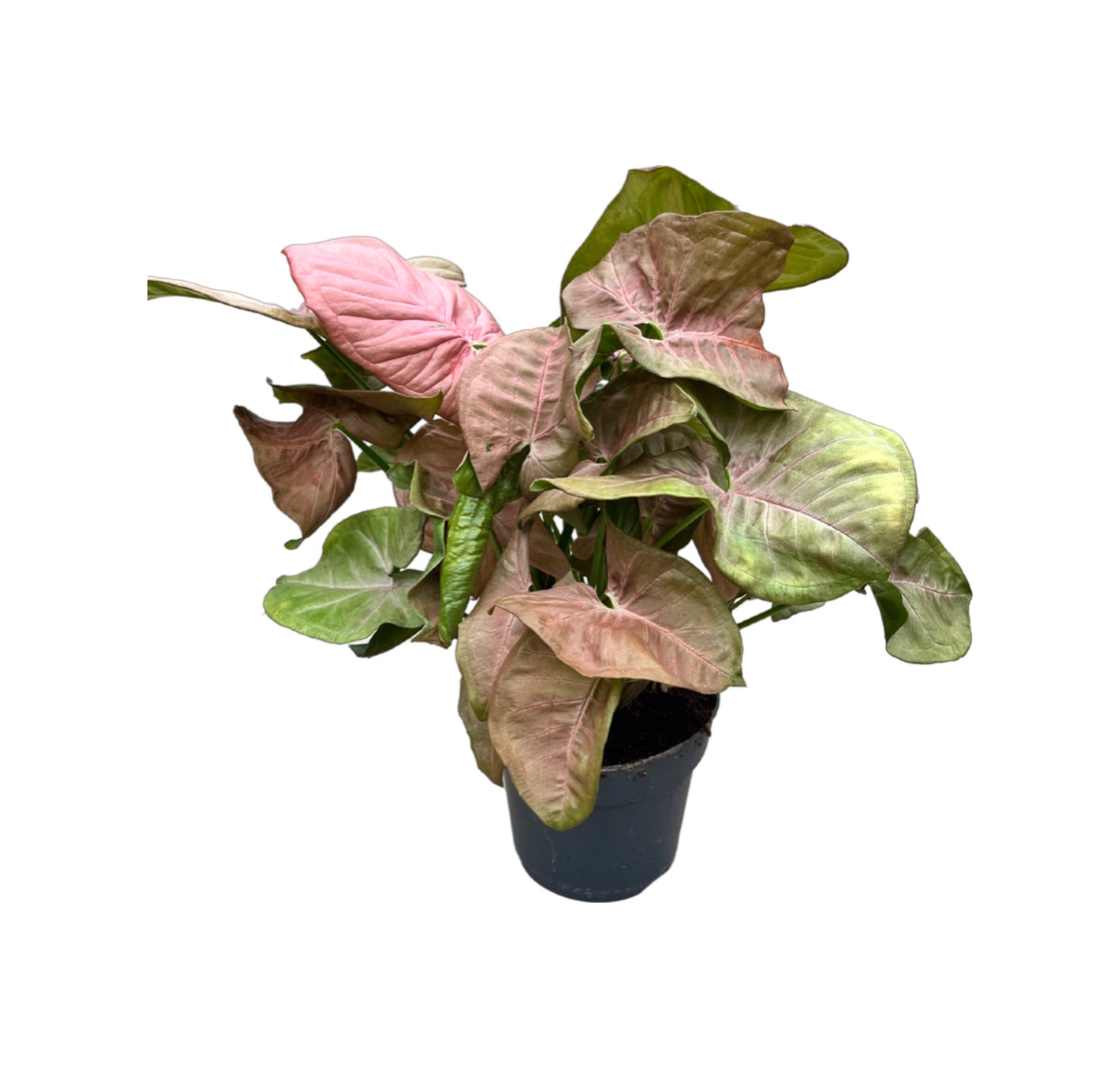 Syngonium Podophyllum 'pink' Melek Kanadı Çiçeği Ø14 Cm Y30-35 Cm