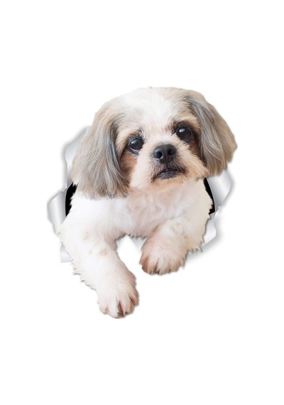 Shih Tzu Köpek Araba Sticker Yapıştırması 18 Cm
