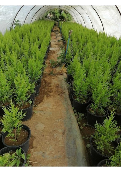Videolu Limon Selvi Limon Kokulu 10 Adet Saksılı/ Tüplü 30-50 Cm Cupressus Macrocarpa