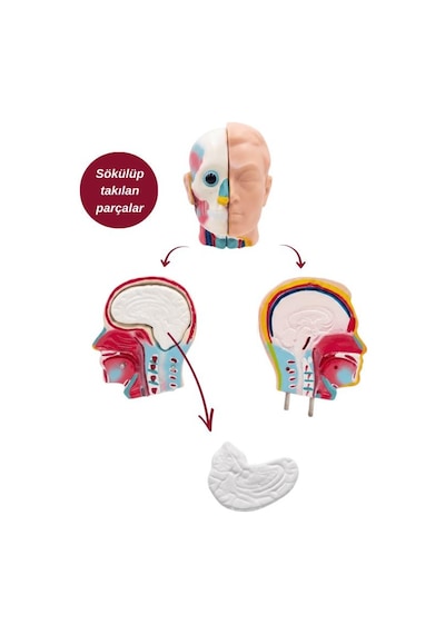 Temel Büyük İnsan Vücudu Modeli 45 Cm 69120567