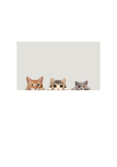 Cajuart Üçlü Sevimli Kediler Canlı Renk Ahşap Priz Sticker Dekor