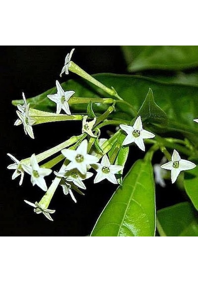 Melisa Çiçeği Cestrum Nocturnum 10 Adet