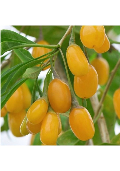 Amber Sweet ALuni Sarı Goji Berry Fidanı