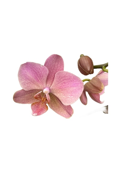Phalaenopsis 'treviso' Pembe Orkide Ø12 Cm 45-50 Cm