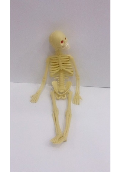 Iskelet Modeli 20 Cm.Yumuşak