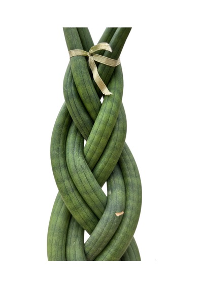 Sansevieria Gevlochten Paşa Kılıcı Ø8,5 Cm Y15-20 Cm