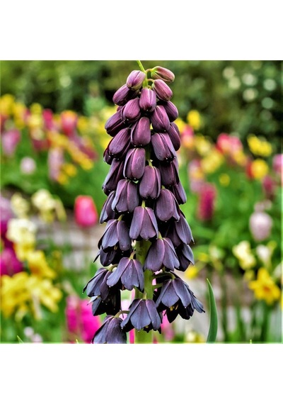Mor Renkli Fritillaria Persica Ters Lale Soğanı 2 Adet