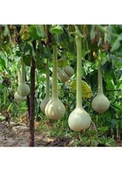 5 Adet Tohum Nadir Uzun Süs Kabağı Tohumu Su Kabağı Tohumu Kabak Tohumu Süpriz Hediye Tohum