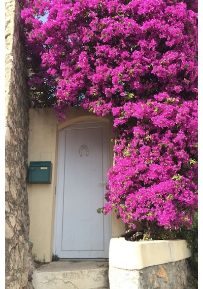 Bougainvillea Pembe Begonvil Canlı Dış Mekan Sarmaşığı 10-20 Cm
