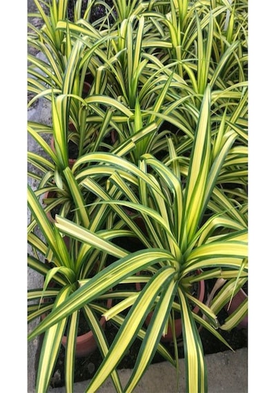 Chlorophytum Comosum Kurdele Çiçeği 1 Adet Saksılı 20-40cm