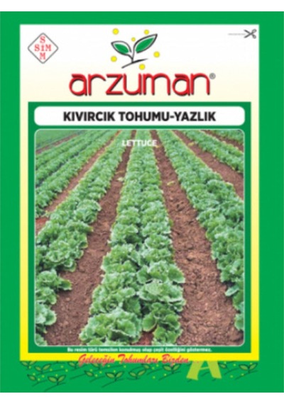 Arzuman Yerli Marul Yazlık Kıvırcık Tohumu 10 GRam