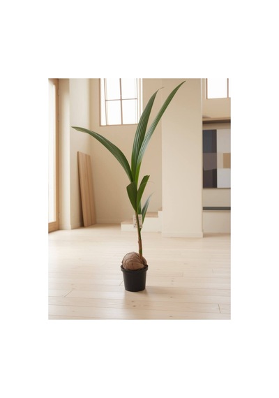Hindistan Cevizi Palmiyesi Cocos Nucifera 160-170cm