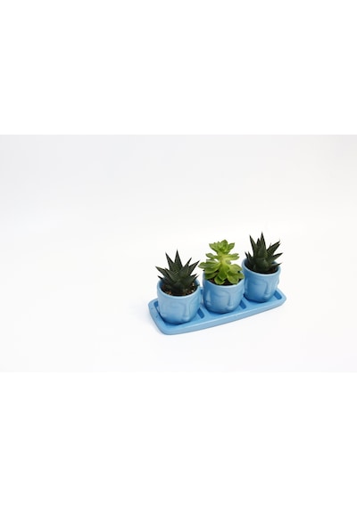 Trio Mavi Adler Sukulent Seti - Haworthia Limifolia. Echeveria