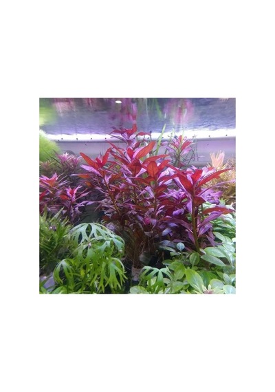 Ludwigia Peruensis In Vitro Canlı Bitki