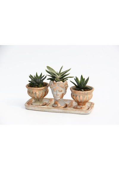 Trio Helen Orange Sukulent Seti - Haworthia Pumila. Gasteria