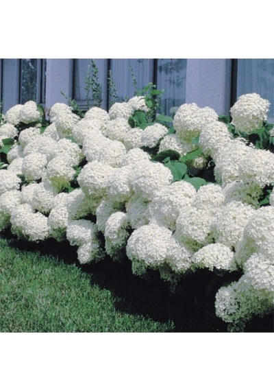 2 Adet Pembe/beyaz Çiçekli Ortanca Fidanı 30-55 Cm Tüplü Çiçekli Bodur Pink/white Hydrangea