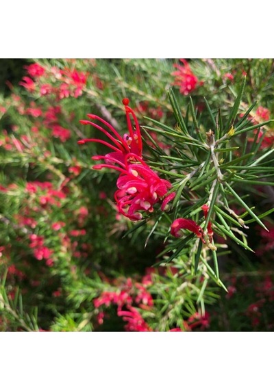 Gravilla Çalısı Çiçeği Fidanı 30-50 Cm Saksılı Çiçekli Bodur Bitkiler Grevillea Juniperina
