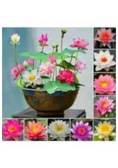 5 Adet Tohum Nadir Bulunan Karışık Kase Lotus Çiçeği Tohumu