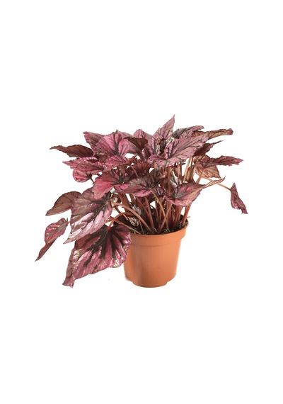 Begonia Rex 'Hugh McLauchlan' (Begonya Çiçeği) Ø12 CM Y25-30 CM