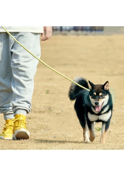 Mixpet Köpek Boyun Yürüyüş Gezdirme Tasması 1.2 x 140 CM Kırmızı