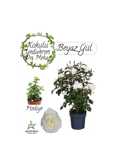 Mis Kokulu Canlı Beyaz Renk Gül 30-40cm+ Yeşim Çiçeği Hediye