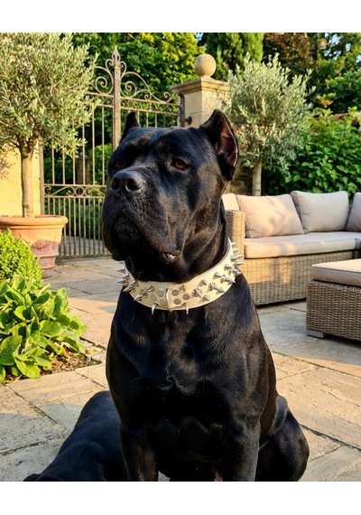 Deri Köpek Koruma Tasması