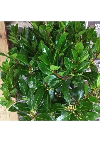 Tüplü Defne (Laurus) Ağacı Fidanı (70-100 cm)