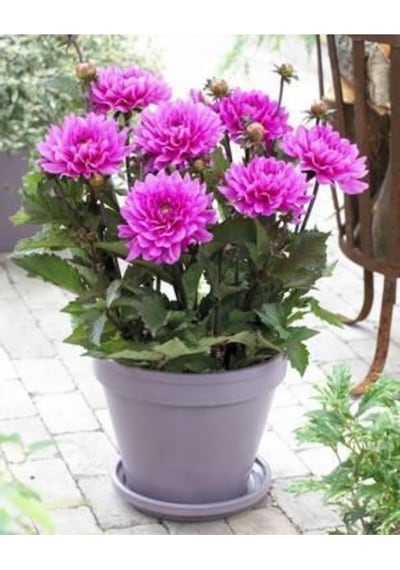 Nadir Ithal Karışık Dahlia Çiçeği Tohumu Dinnerplate Çiçek Tohumu 5 Tohum