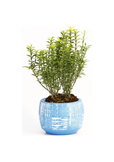 BONSAİ EUONYMUS MİCROPHYLLUS - HEDİYELİK ARKAİK SAKSIDA MAVİ