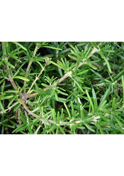 Biberiye Fidesi Fidanı 10-20 Cm Rosmarinus Officinalis