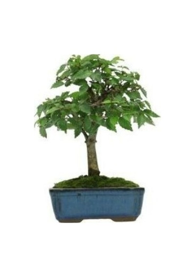 Bodur Beyaz Dut Bonzai Ağacı Tohumu 5 Tohum + Bonsai Tohumu