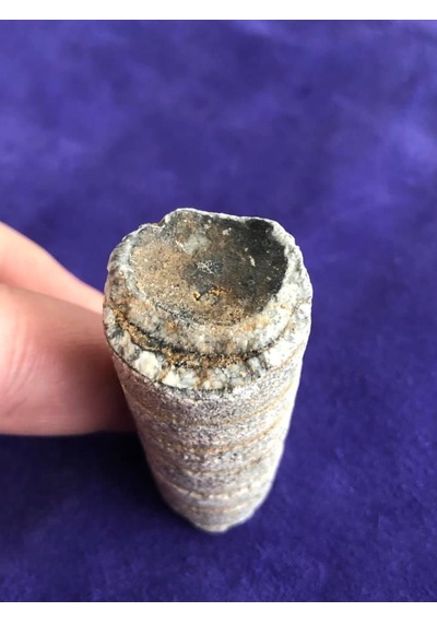 Kafadanbacaklı Baculites Fosil 45 Gram