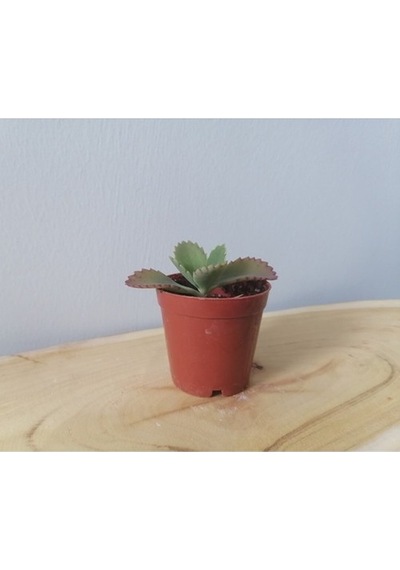 Aşkın Gözyaşı - Kalonche Daigremontiana Fidanı 10-20 Cm