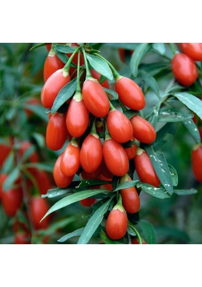 Aşılı Goji Berry Fidanı Kurt Üzümü