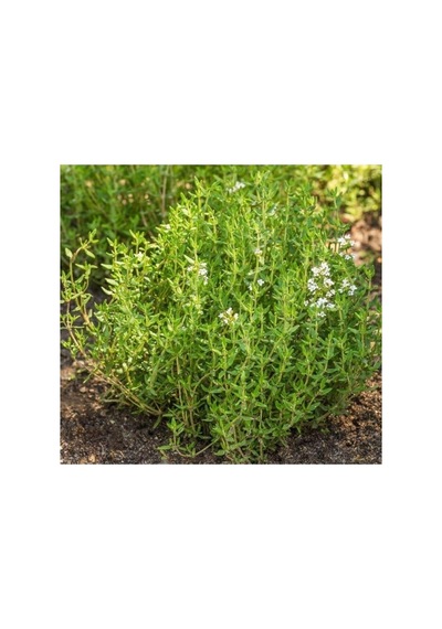Kekik Tohumu Çoklu Paket - 3 Gram