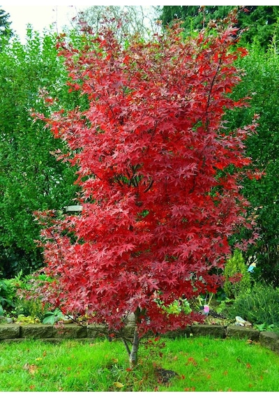 Kırmızı Japon Akçaağacı Acer Palmatum Tohumu 10 Adet