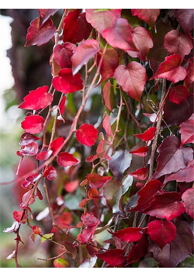Videolu Amerikan Sarmaşığı 50 60 Cm 1 Adet Saksılı Dış Mekan Parthenocissus Guinquefolia