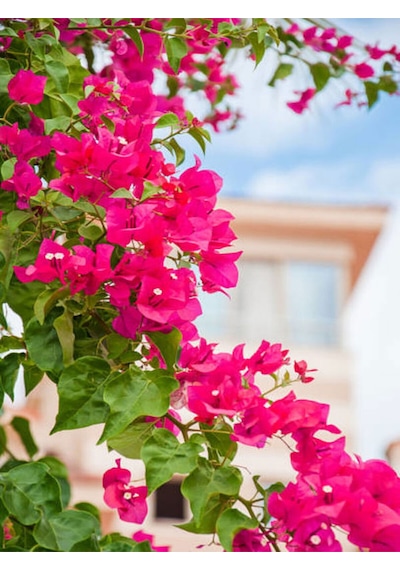 Videolu Bodur Pembe Begonvil 30 50 Cm 1 Adet Saksılı Çiçekli Bahçe Bitkisi Bougainvillea