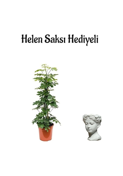 Parlak Yapraklı Yeşil Şeflera Bitkisi Sevgililer Gününe Özel Helen Saksı Hediyeli