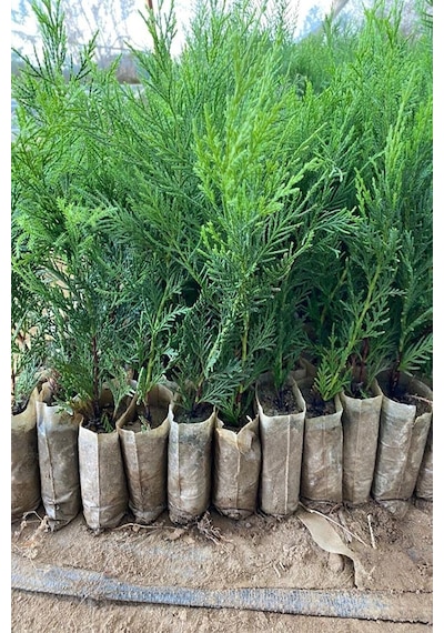 Videolu Hoş Kokulu 20 Adet Leylandi Fidanı 15-25cm Tüplü Leyland Sapling