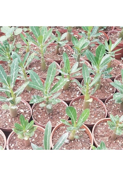 Arabic Adenium Çöl Gülü Çiçeği Fidanı