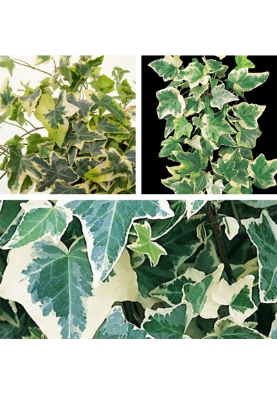 Alacalı Büyük Yapraklı Duvar Sarmaşığı Hedera Helix Variegata, 40-60 Cm, Saksıda