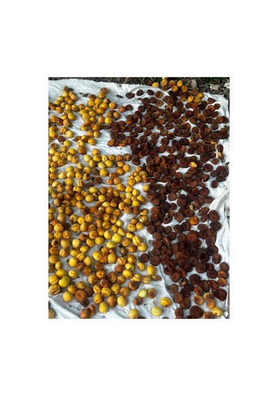 Malatya Gün Kurusu Kayısı 750gr Yeni Mahsül 1.ci Kalite Diğer