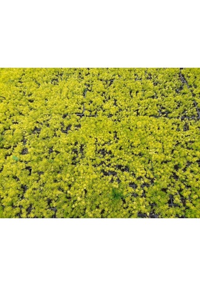 Sarı Sedum 5 Adet - Yer Örtücü Çok Yıllık Bitki