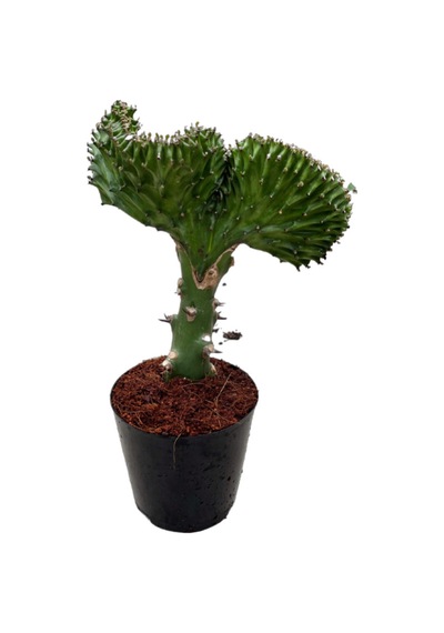 Euphorbia Lactea 'Green Cristata' (Kaktüs) Ø10,5 CM Y20-25 CM