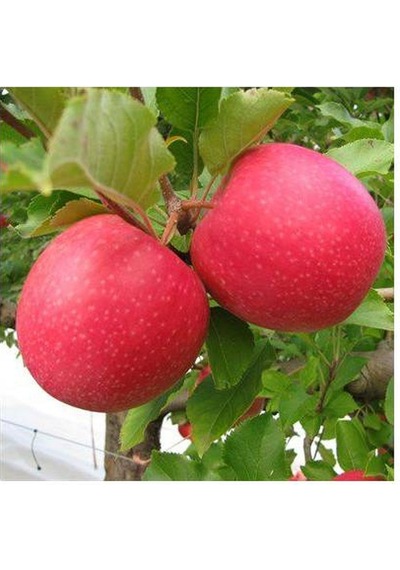 Pink Lady Elma Fidanı Aşılı - 2 Yaş Tüplü 80-100 Cm
